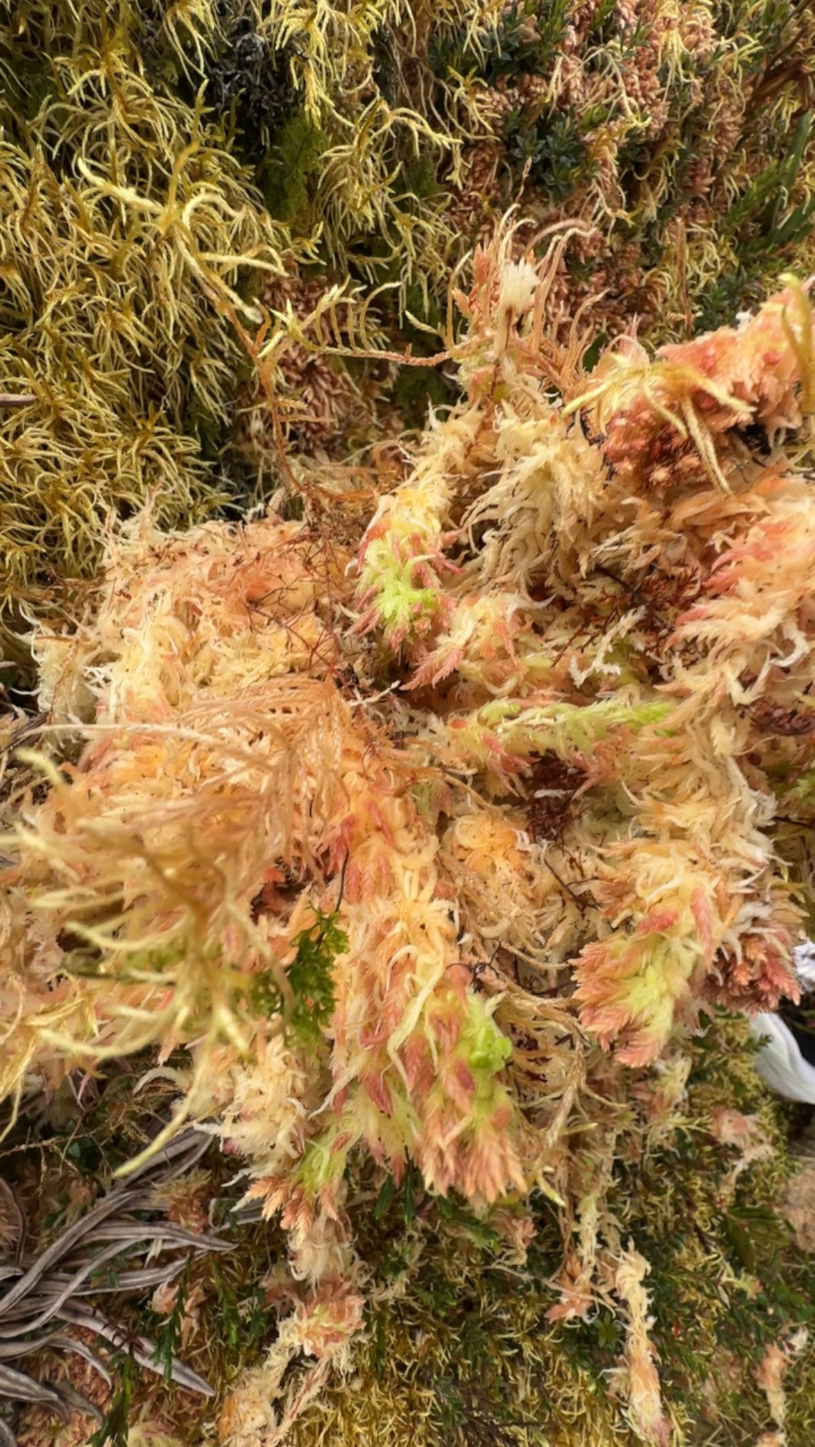 水苔(Sphagnum Moss)